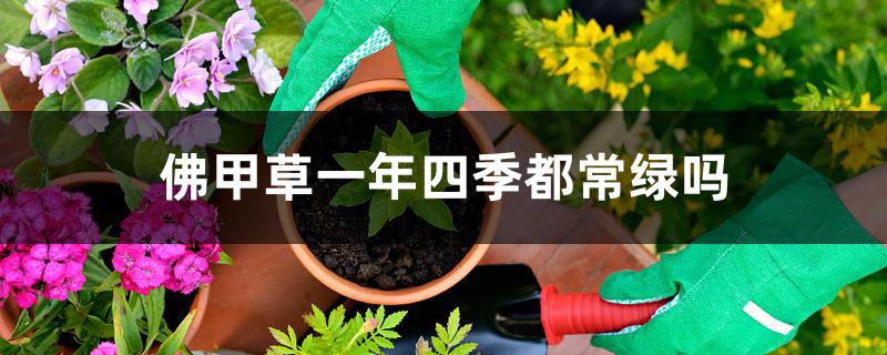 佛甲草一年四季都常绿吗