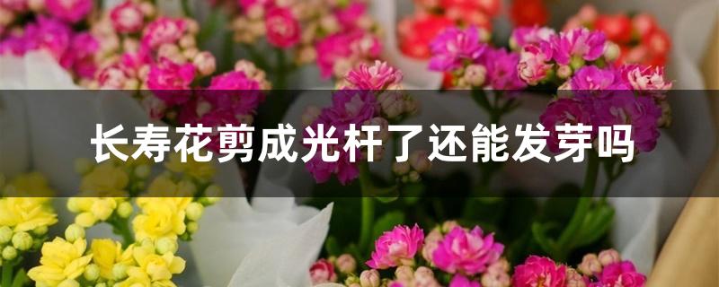 长寿花剪成光杆了还能发芽吗