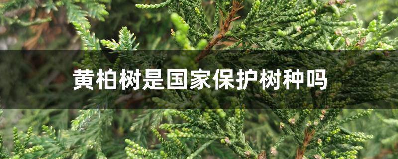 黄柏树是国家保护树种吗