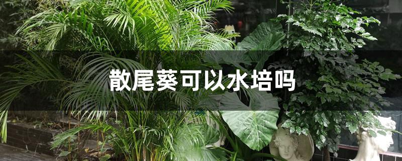 散尾葵可以水培吗