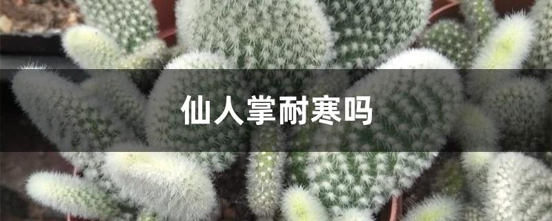 仙人掌耐寒吗