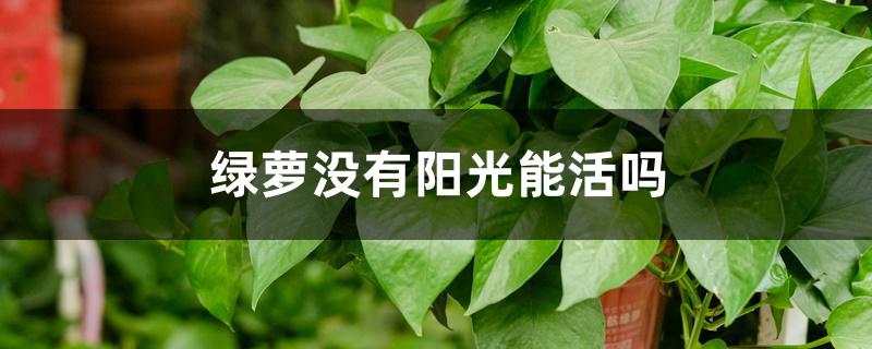 绿萝没有阳光能活吗