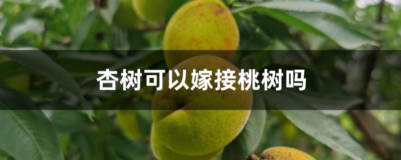 杏树可以嫁接桃树吗