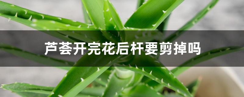 芦荟开完花后杆要剪掉吗