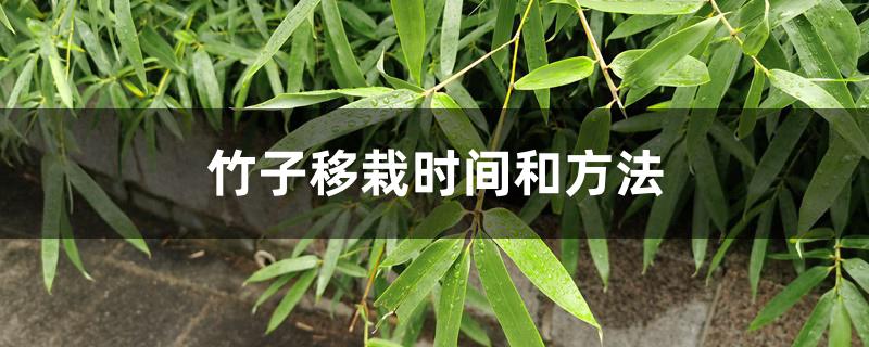 竹子移栽时间和方法