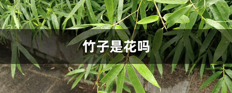 竹子是花吗