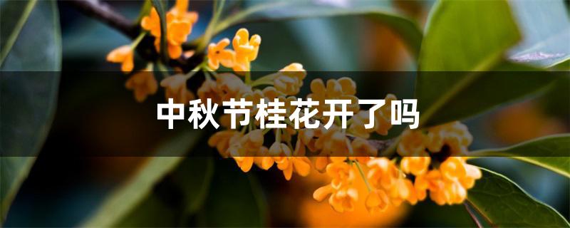 中秋节桂花开了吗