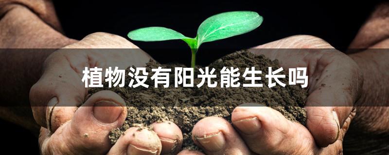 植物没有阳光能生长吗