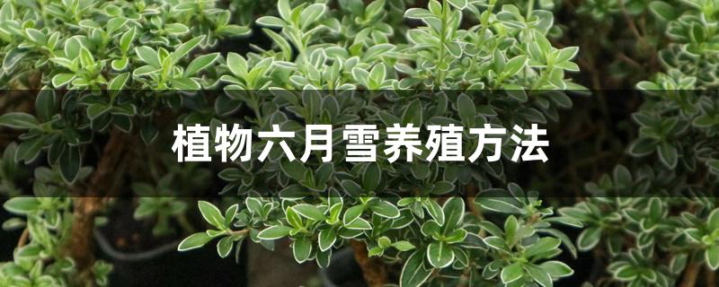 植物六月雪养殖方法