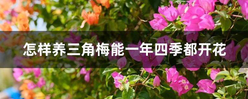 怎样养三角梅能一年四季都开花