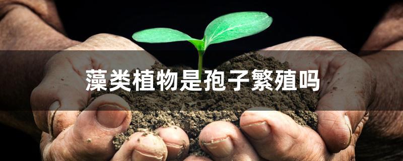 藻类植物是孢子繁殖吗