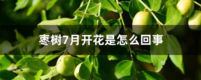 枣树7月开花是怎么回事