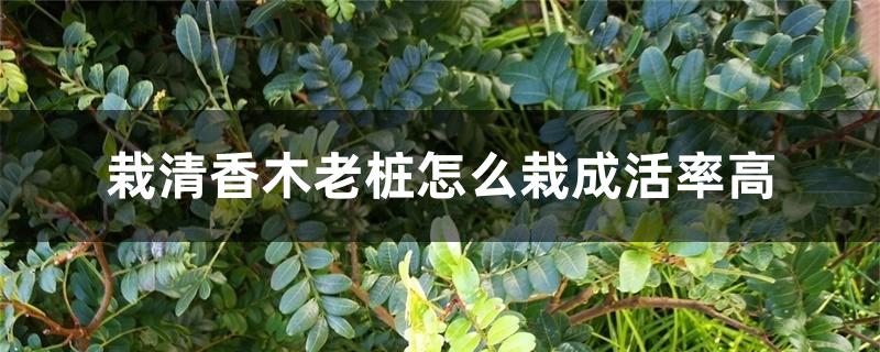 栽清香木老桩怎么栽成活率高