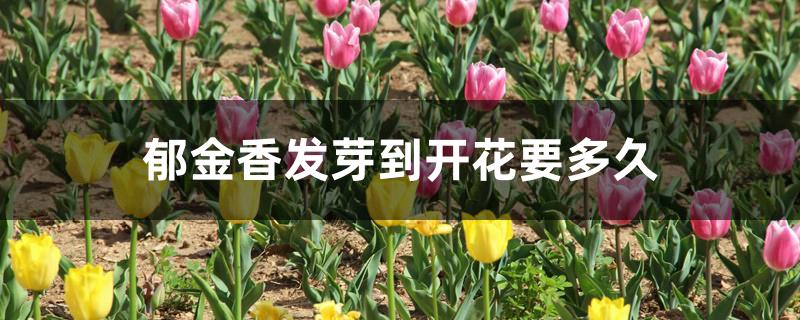 郁金香发芽到开花要多久