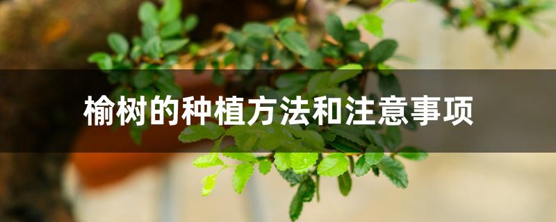 榆树的种植方法和注意事项