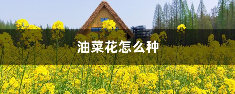 油菜花怎么种