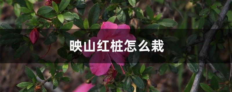 映山红桩怎么栽