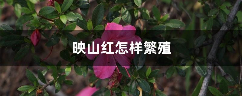 映山红怎样繁殖