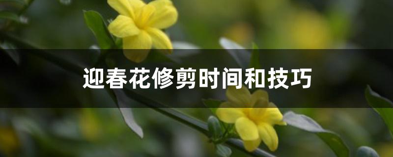 迎春花修剪时间和技巧