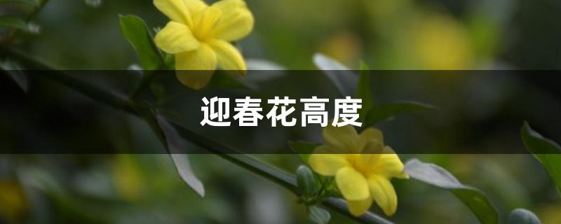 迎春花高度