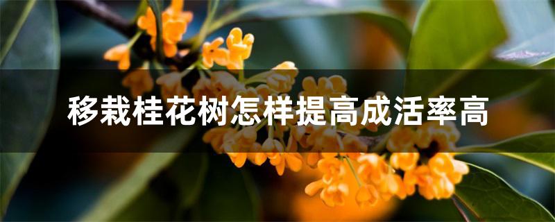 移栽桂花树怎样提高成活率高