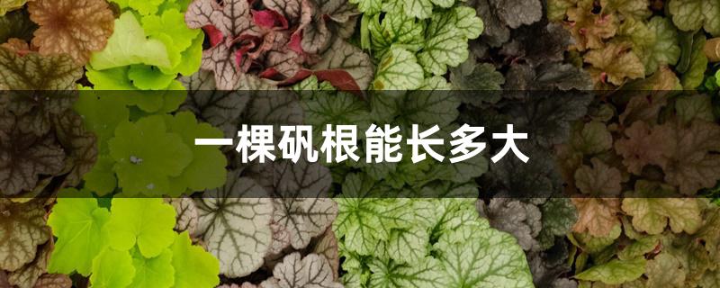 一棵矾根能长多大