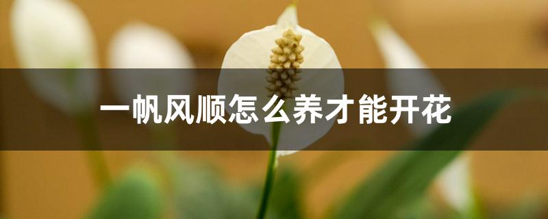 一帆风顺怎么养才能开花