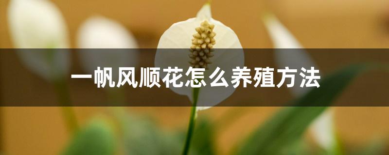 一帆风顺花怎么养殖方法