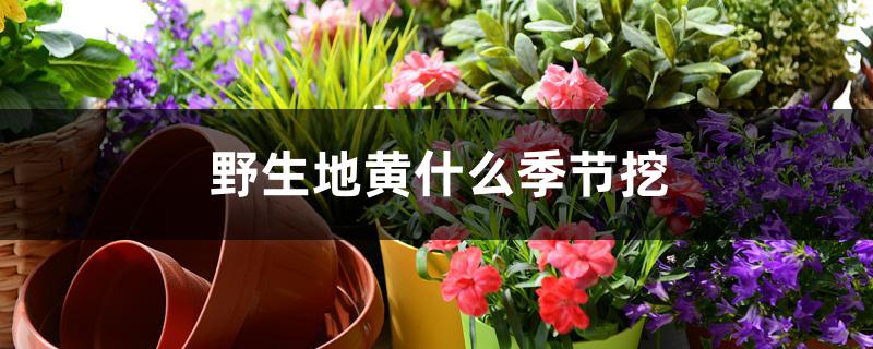 野生地黄什么季节挖 野生地黄什么季节挖