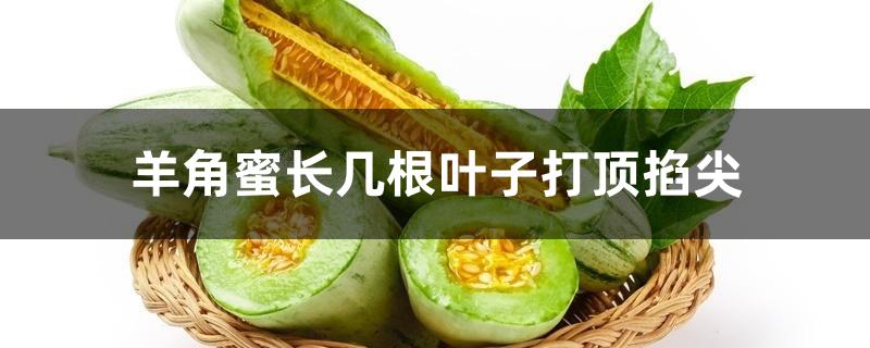 羊角蜜长几根叶子打顶掐尖 羊角蜜长几根叶子打顶掐尖