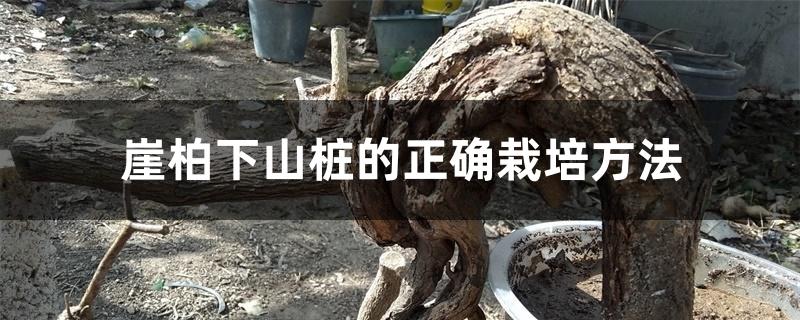 崖柏下山桩的正确栽培方法