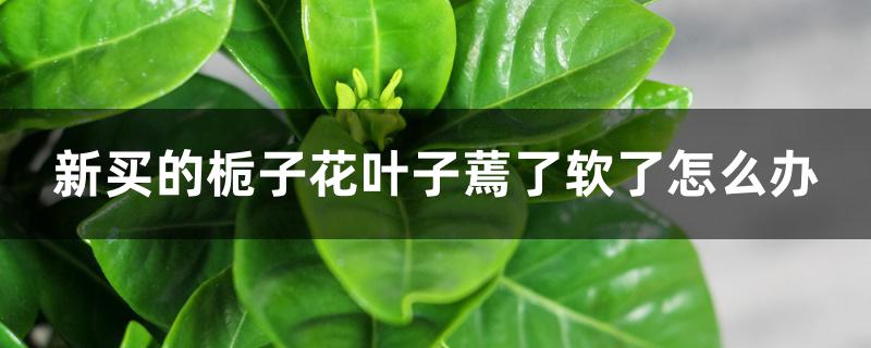 新买的栀子花叶子蔫了软了怎么办