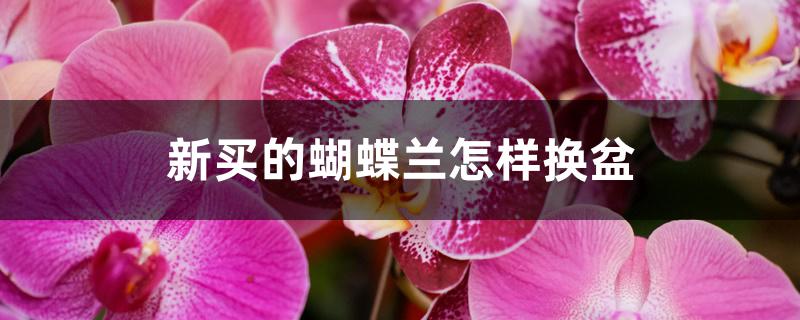 新买的蝴蝶兰怎样换盆