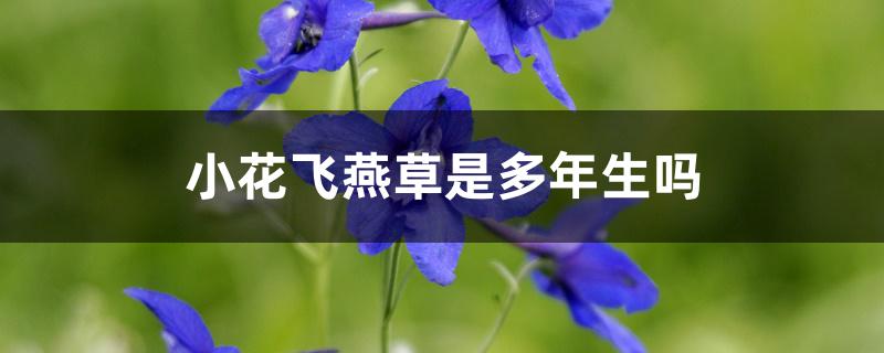小花飞燕草是多年生吗