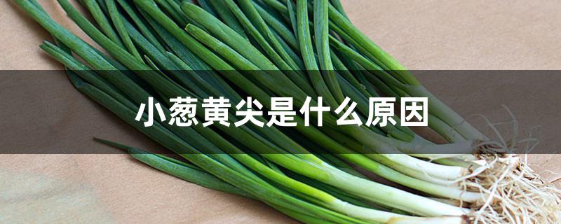 小葱黄尖是什么原因