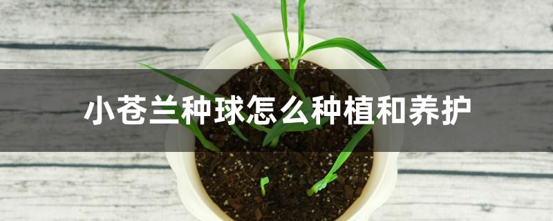 小苍兰种球怎么种植和养护