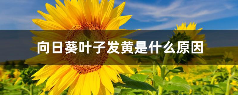 向日葵叶子发黄是什么原因 向日葵叶子发黄是什么原因