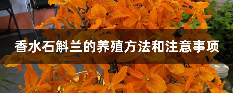 香水石斛兰的养殖方法和注意事项