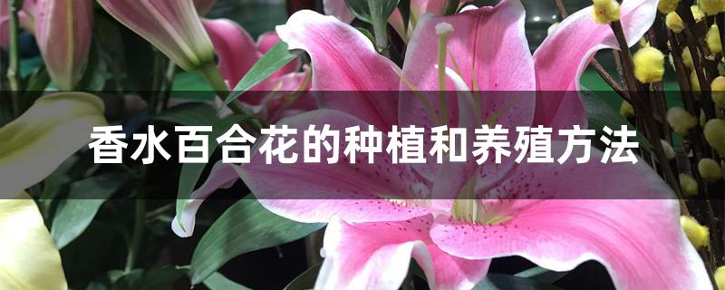 香水百合花的种植和养殖方法