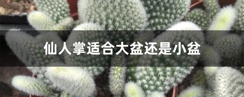 仙人掌适合大盆还是小盆