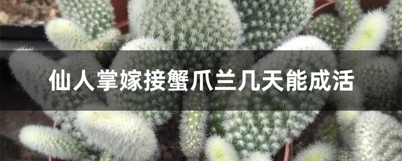 仙人掌嫁接蟹爪兰几天能成活