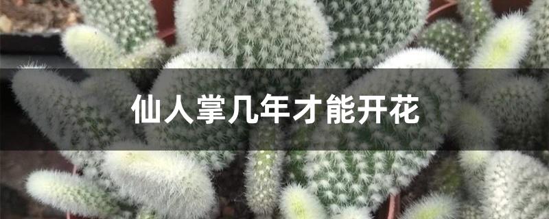 仙人掌几年才能开花