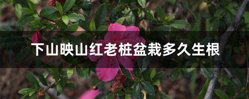 下山映山红老桩盆栽多久生根