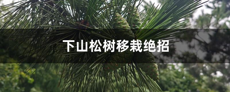 下山松树移栽绝招