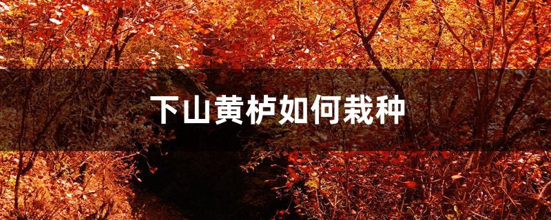 下山黄栌如何栽种