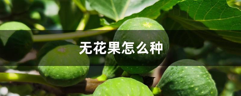 无花果怎么种