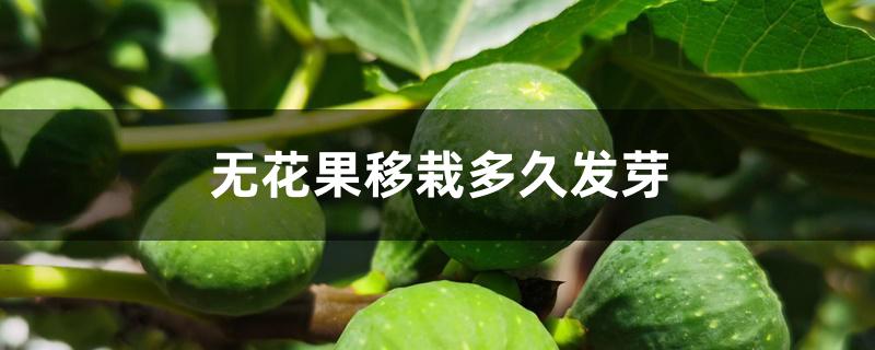 无花果移栽多久发芽