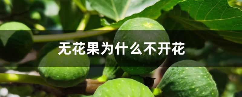 无花果为什么不开花