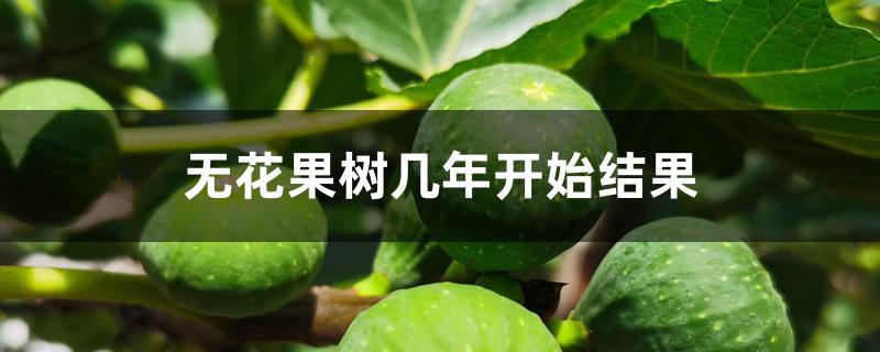 无花果树几年开始结果