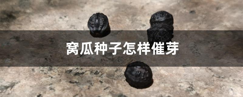 窝瓜种子怎样催芽